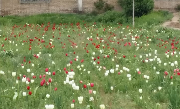 تصویر بشکریہ محمد اسلم شاہوانی