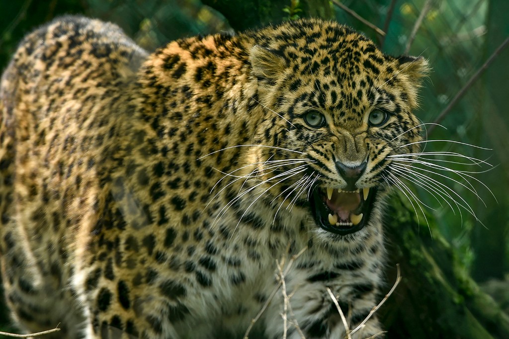 leopard.jpg