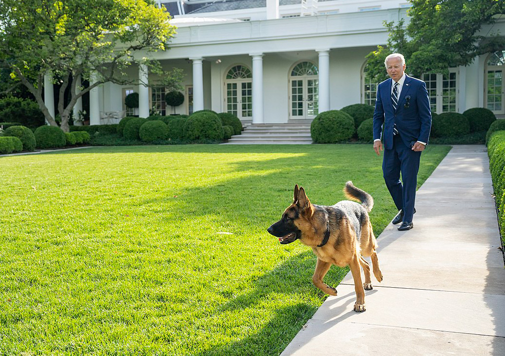 jo-biden-dog.jpg