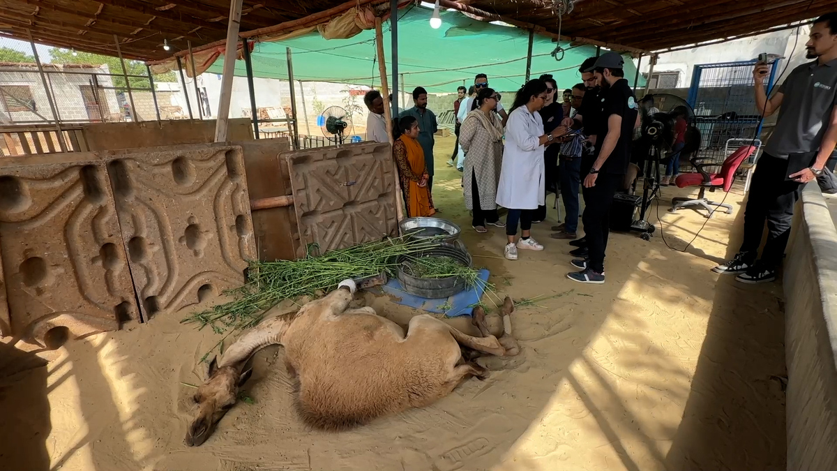 camel sanghar 2.jpg