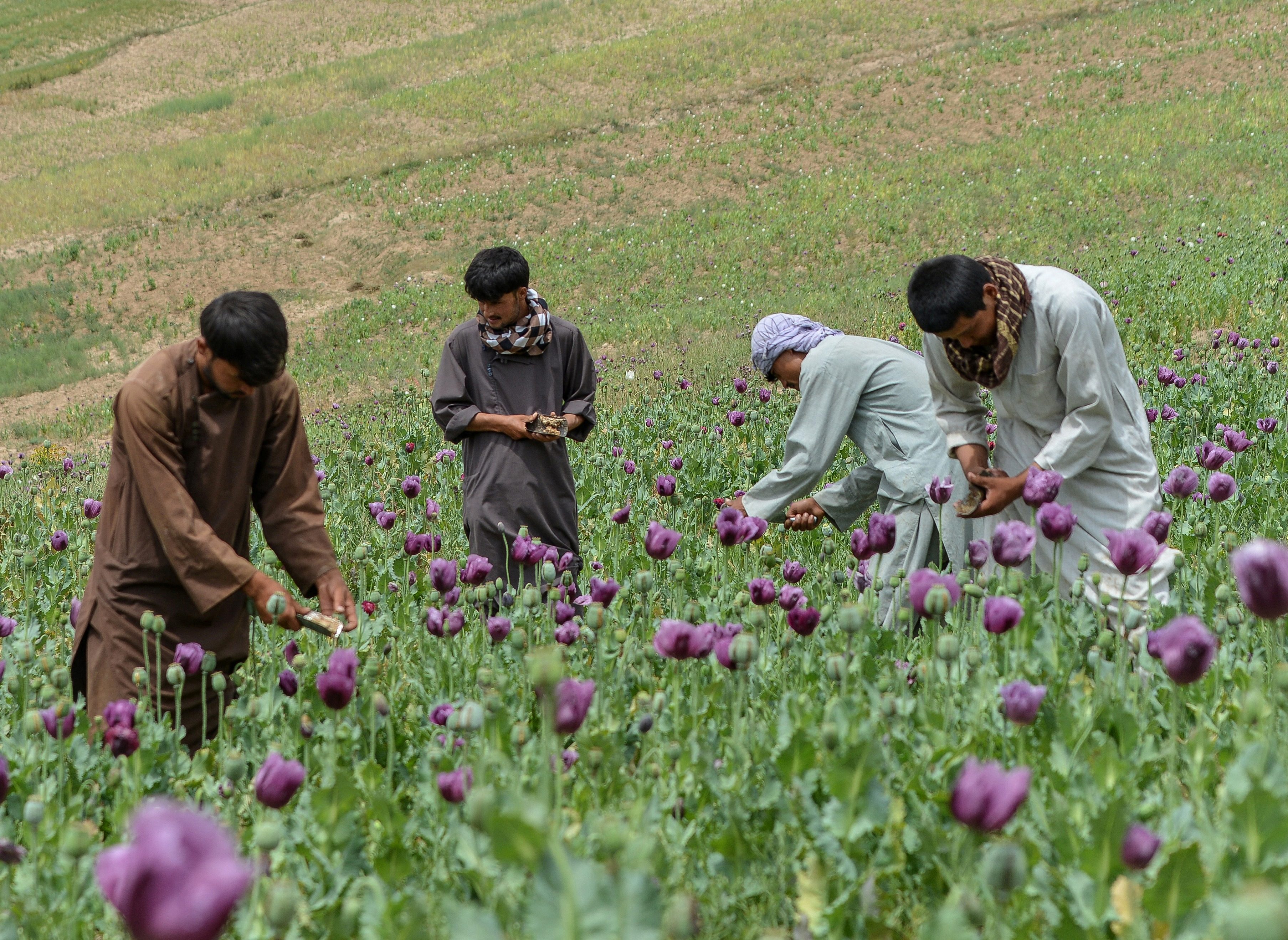 Badakhsanpopyy__AfghanistanOpium.JPG