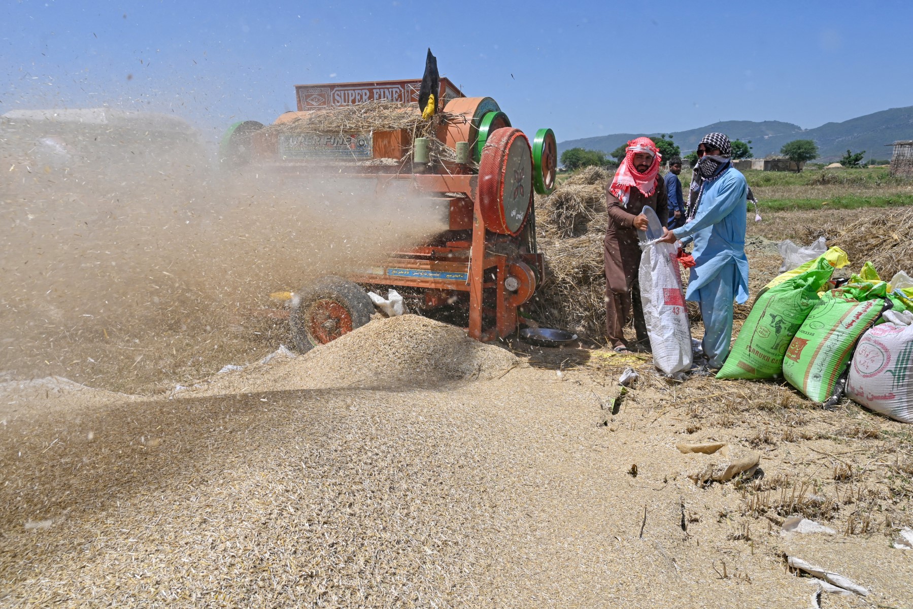 Pakistan Wheat Pakistan Wheat