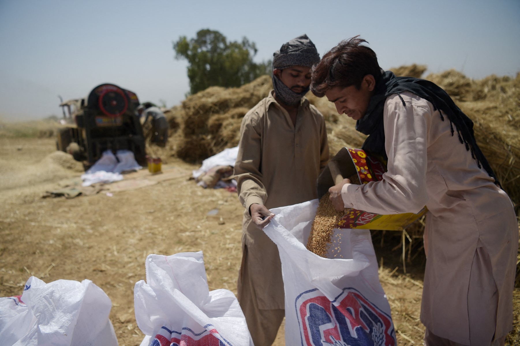 Wheat Pakistan.jpg Wheat Pakistan.jpg