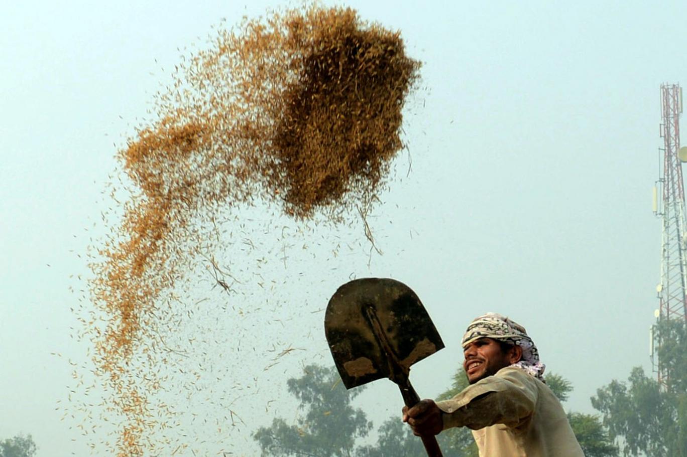 آسٹریلیا: باسمتی ٹریڈ مارک پر انڈیا کا دعویٰ مسترد