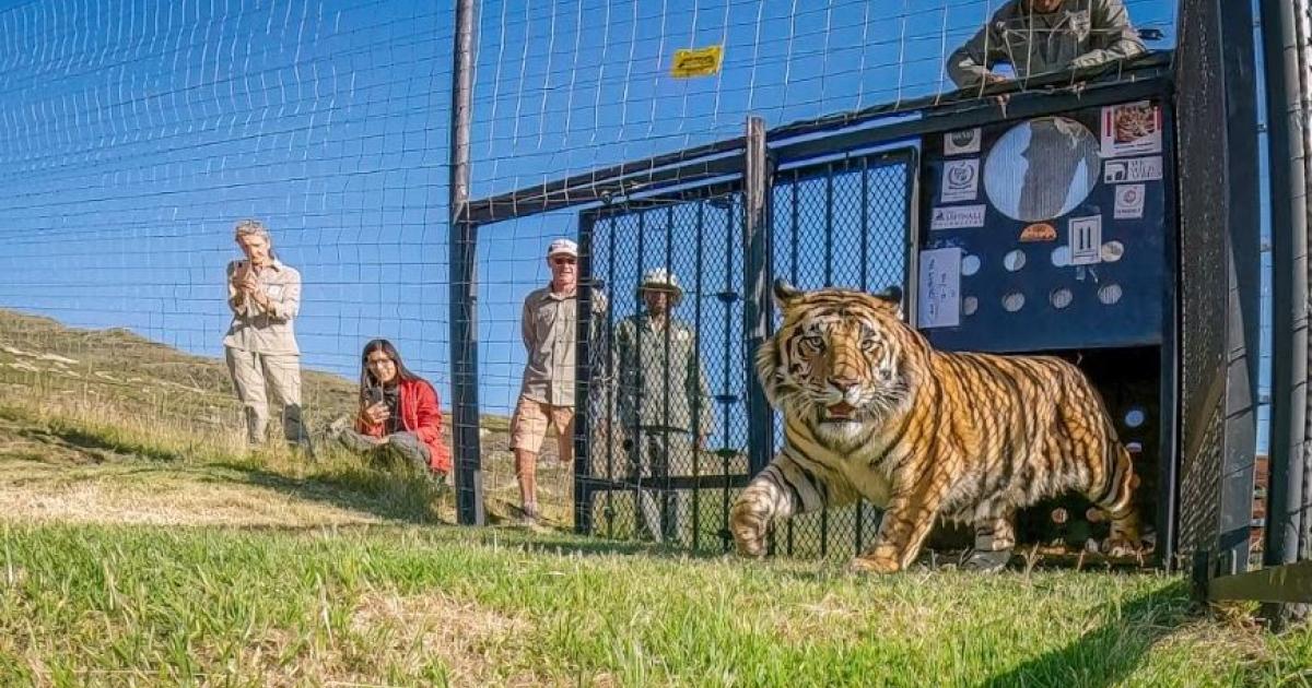 Bengali ‘Babu”s New Home: Arrived in South Africa from Islamabad