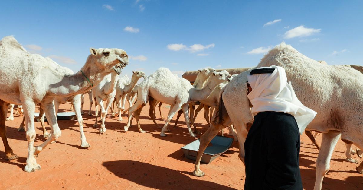France: Participation of Saudi Arabia, Pakistan in the World Camel Event