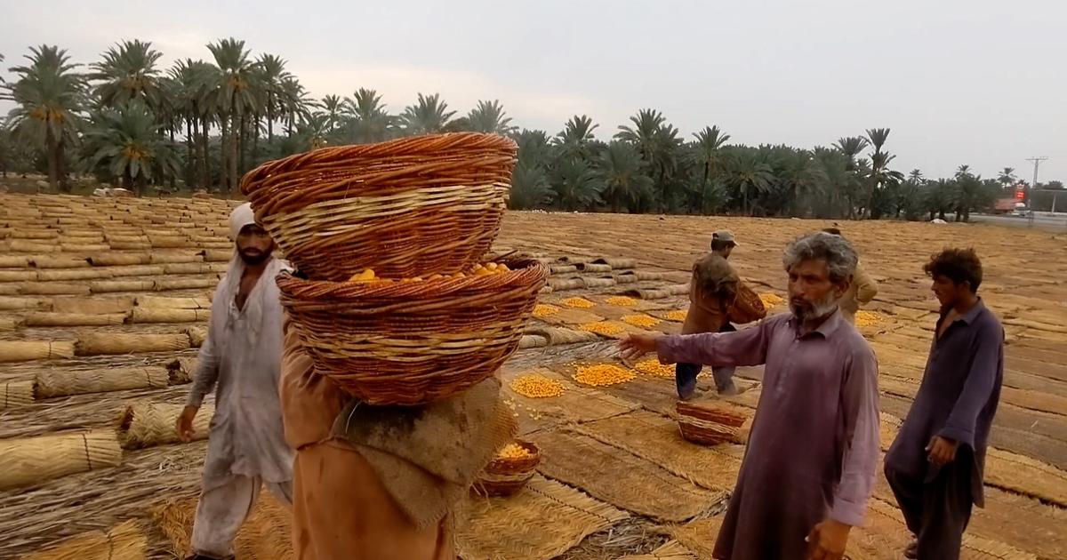 Sukkur chawhars which are bought by Indians and Bangladeshis in Dubai