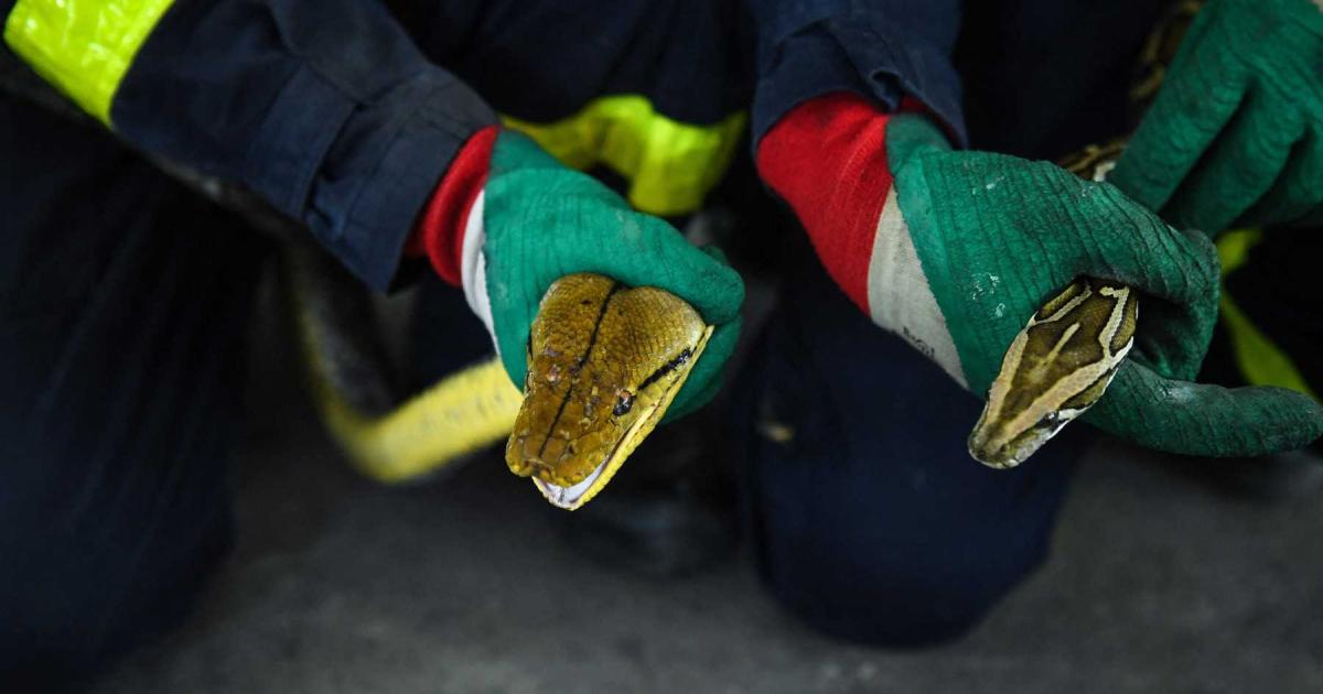 Daring Escape: Brave Woman Liberated from Fiery Dragon’s Grasp After Two-Hour Struggle