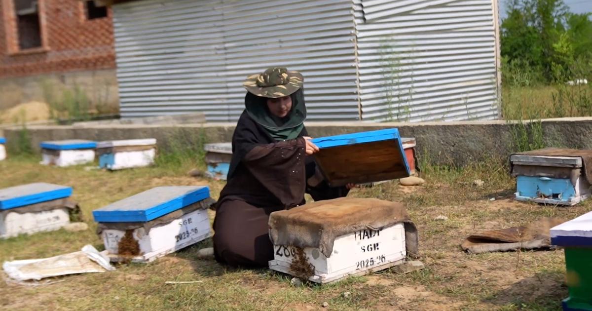 ’بی کوئین آف کشمیر‘ سری نگر میں شہد کی مکھیوں کا کاروبار کرنے والی لڑکی
