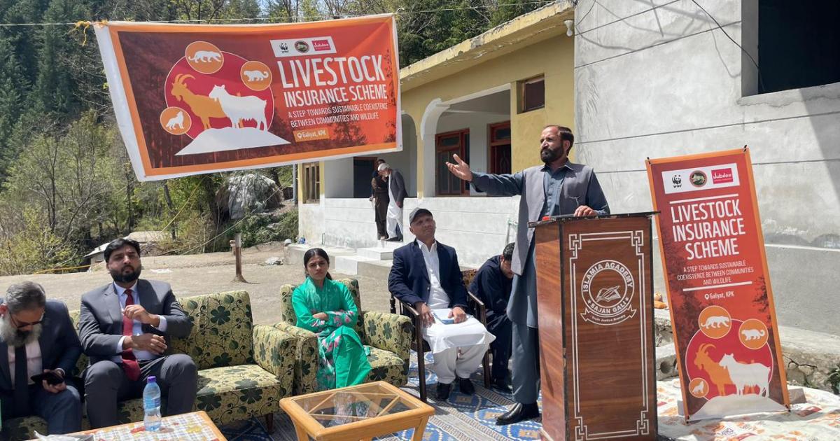 جنگلی جانوروں کے حملے: گلیات میں مویشیوں کی انشورنس سکیم متعارف