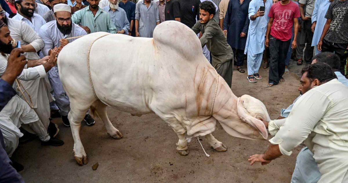 بیشتر ملکوں میں آج عید الاضحیٰ، پاکستان کا فلسطین اور کشمیر سے اظہار یکجہتی