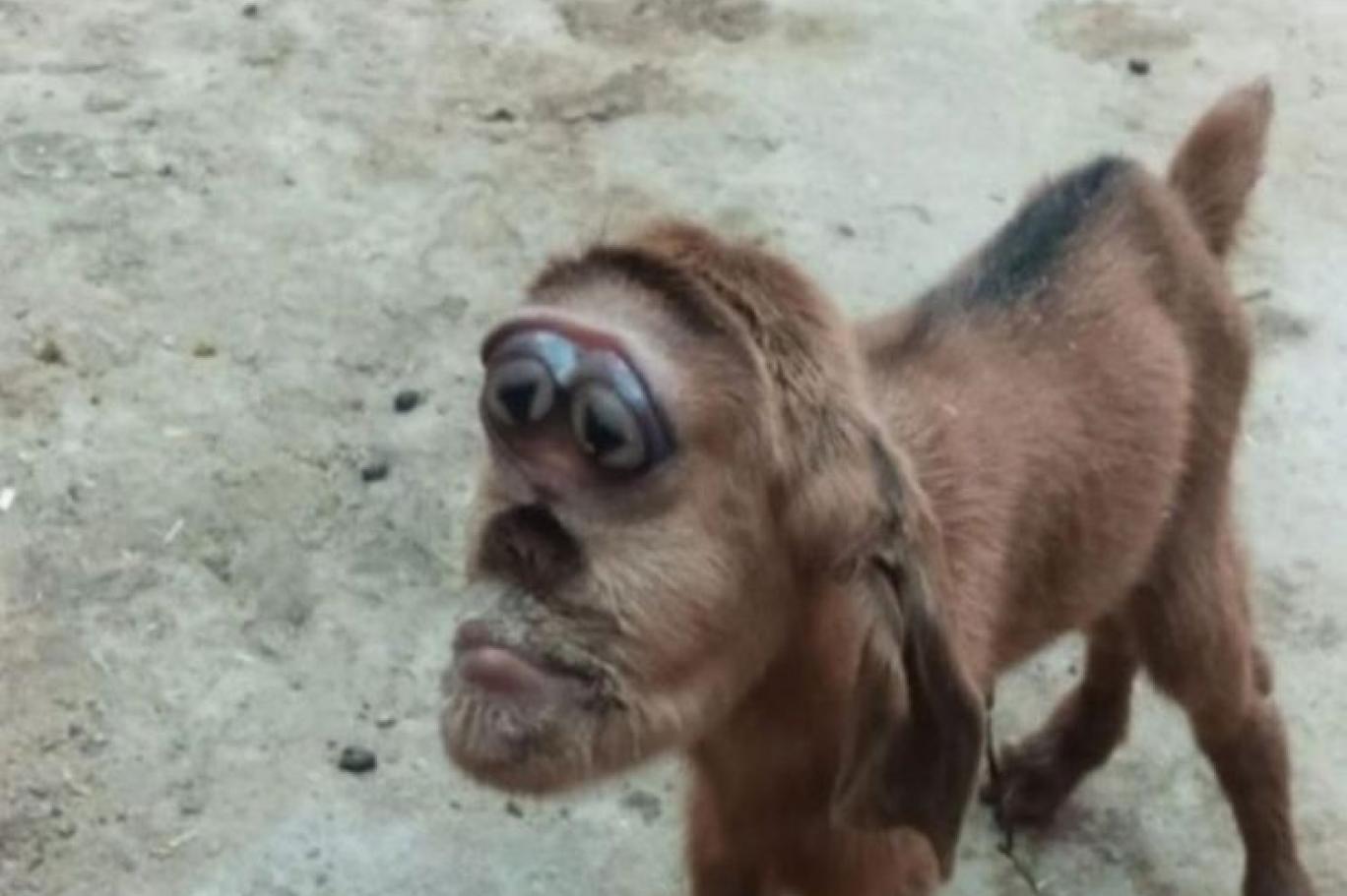 مصر میں بکری کے عجیب و غریب بچے کی پیدائش Independent Urdu