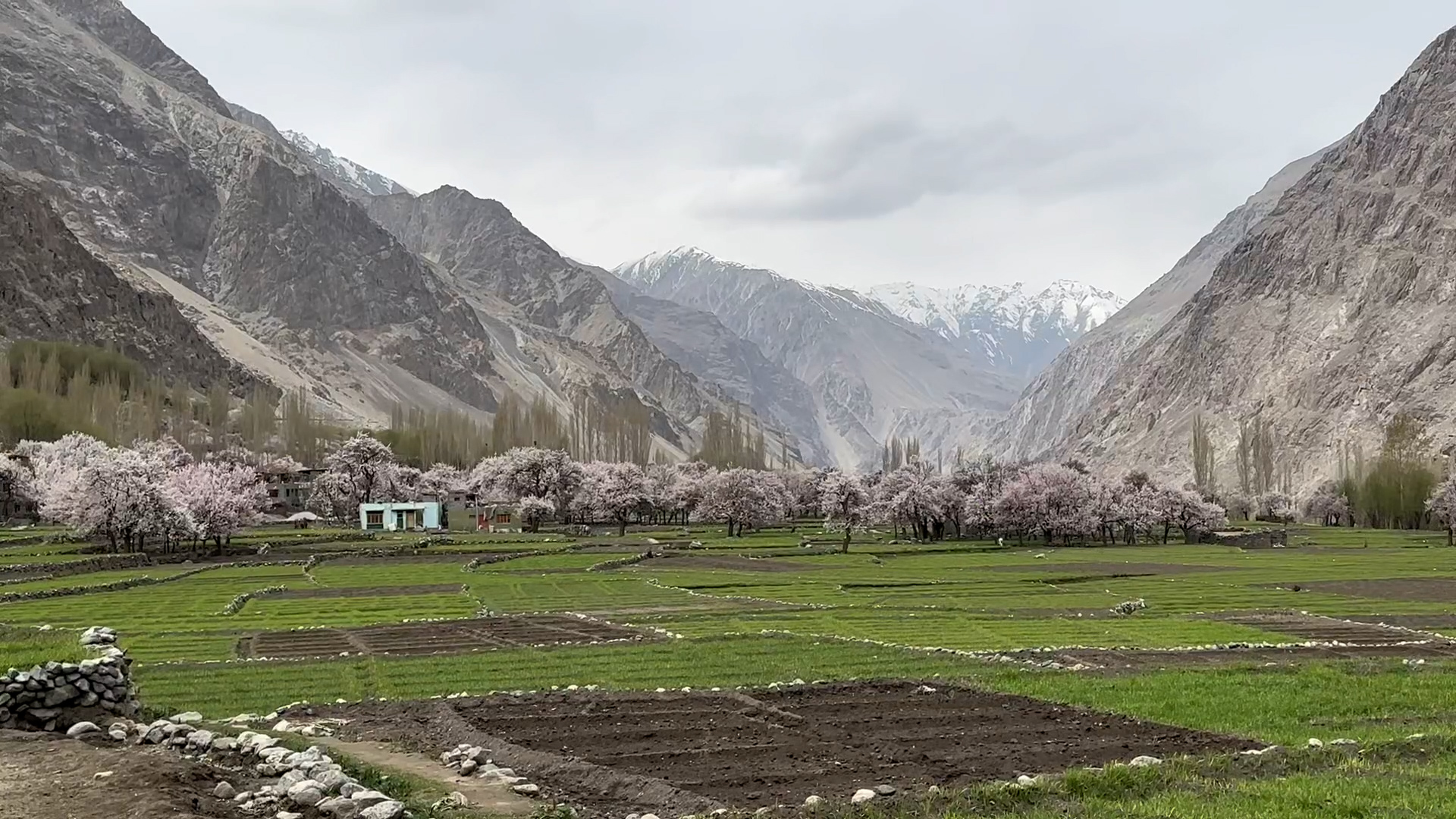 طیعو.jpg