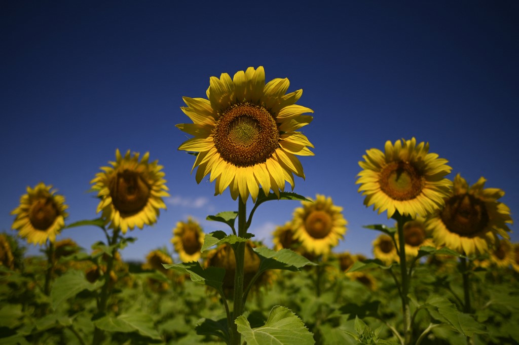 sunflowers