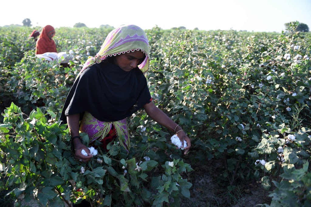 cotton field pakistan.jpg