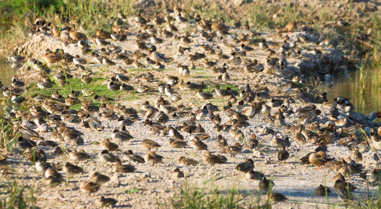 Birds in Sindh.jpeg