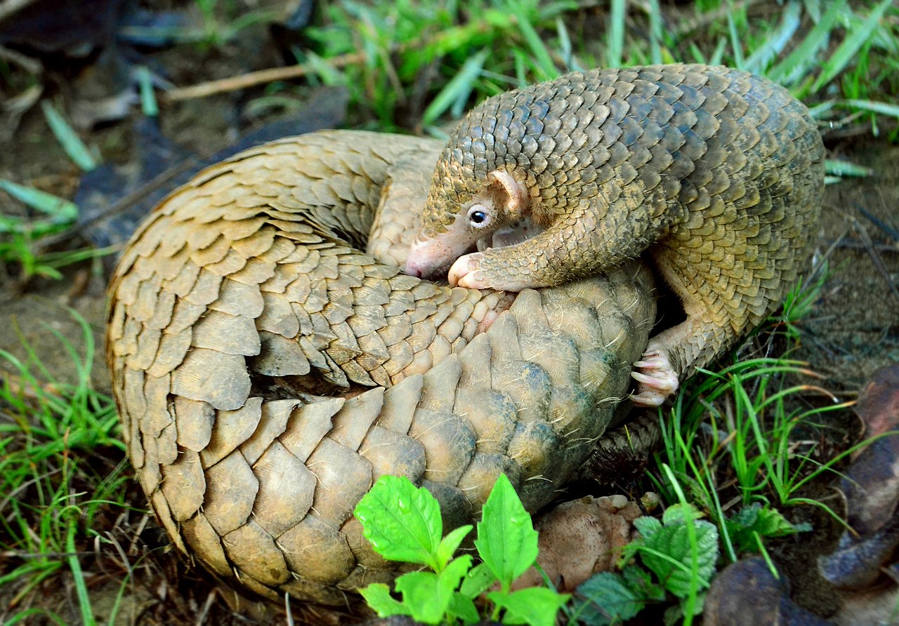 1280px-Philippine_Pangolin_Curled-up_by_Gregg_Yan.jpg