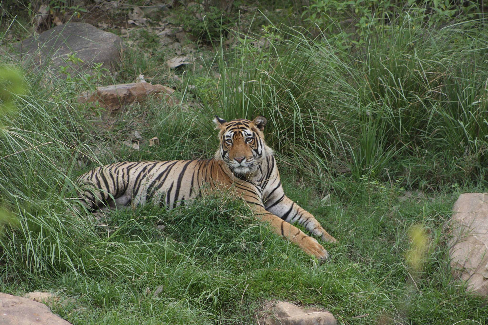 Indian Tiger.jpg