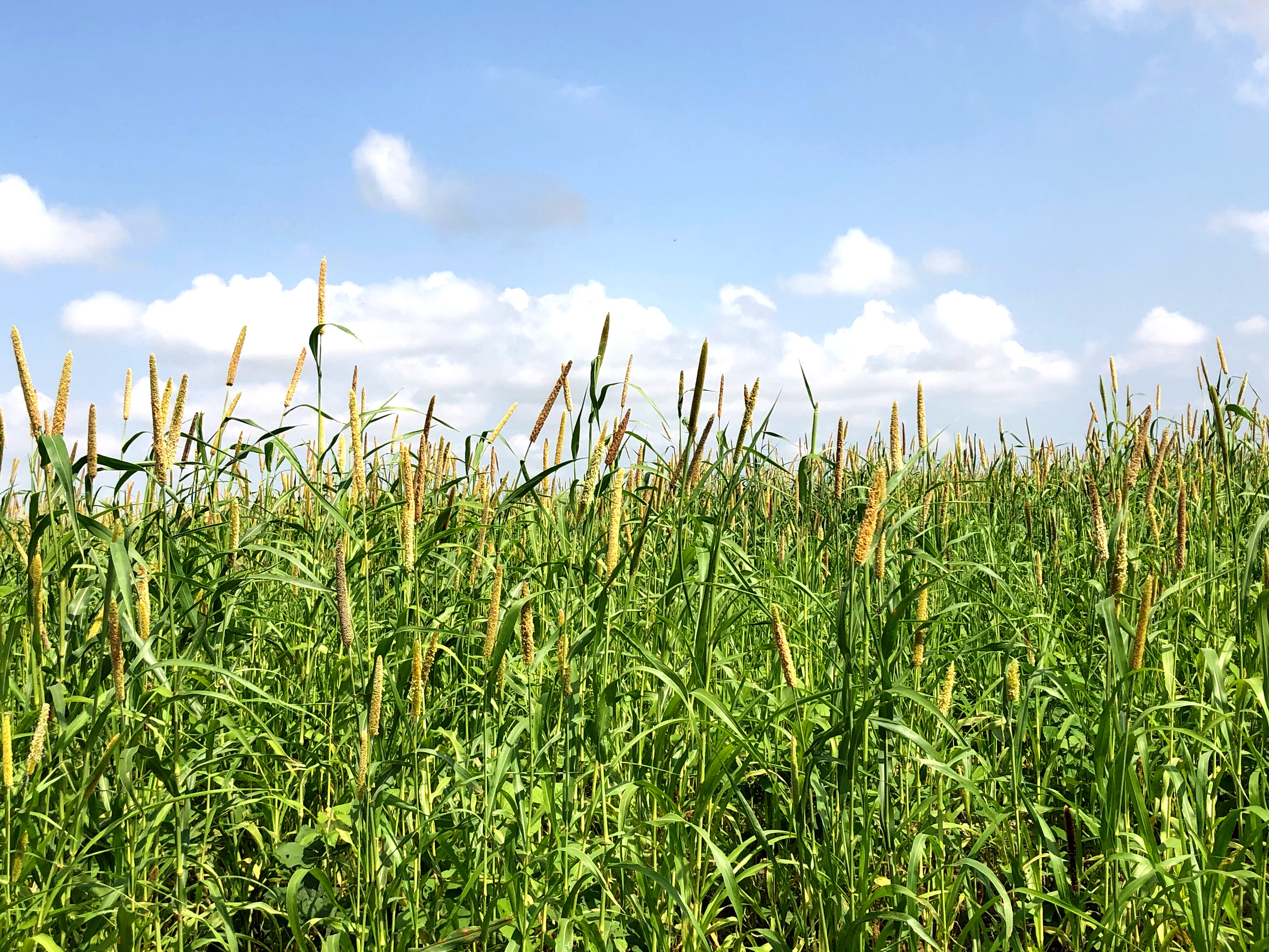 thar fields