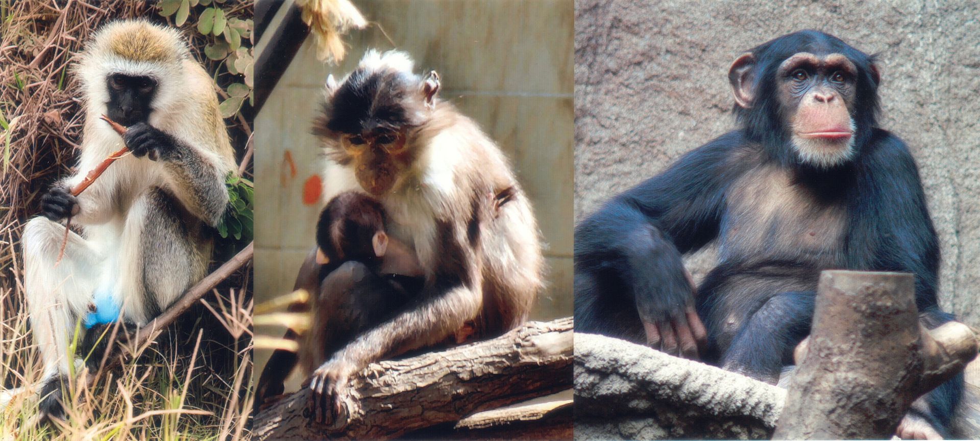 1920px-SIV_primates.jpg