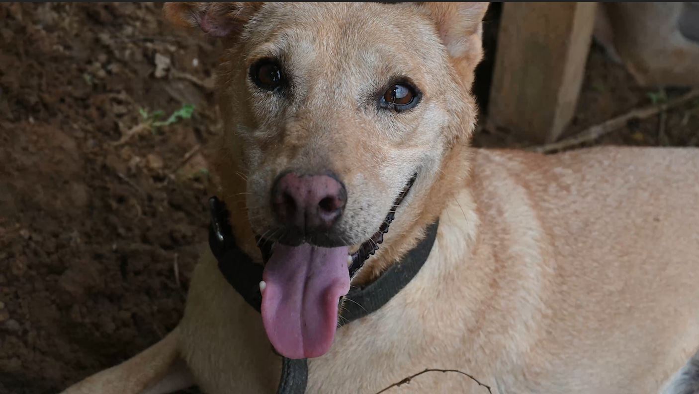 India Dog Adoption 