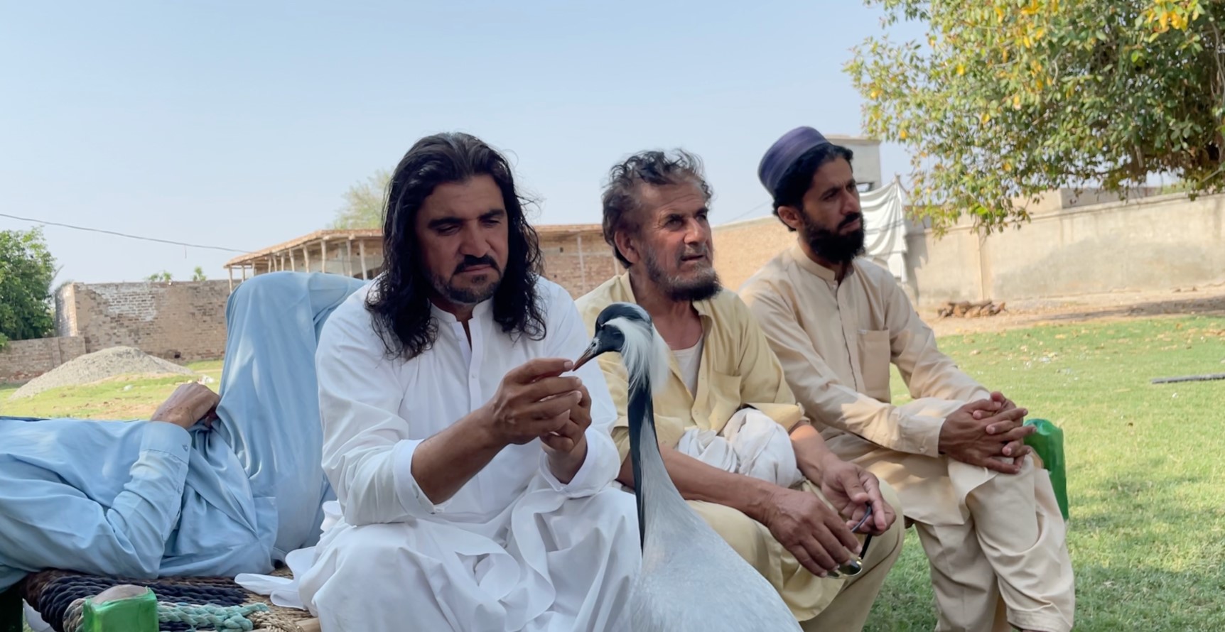 Bannu Crane Human Friendship