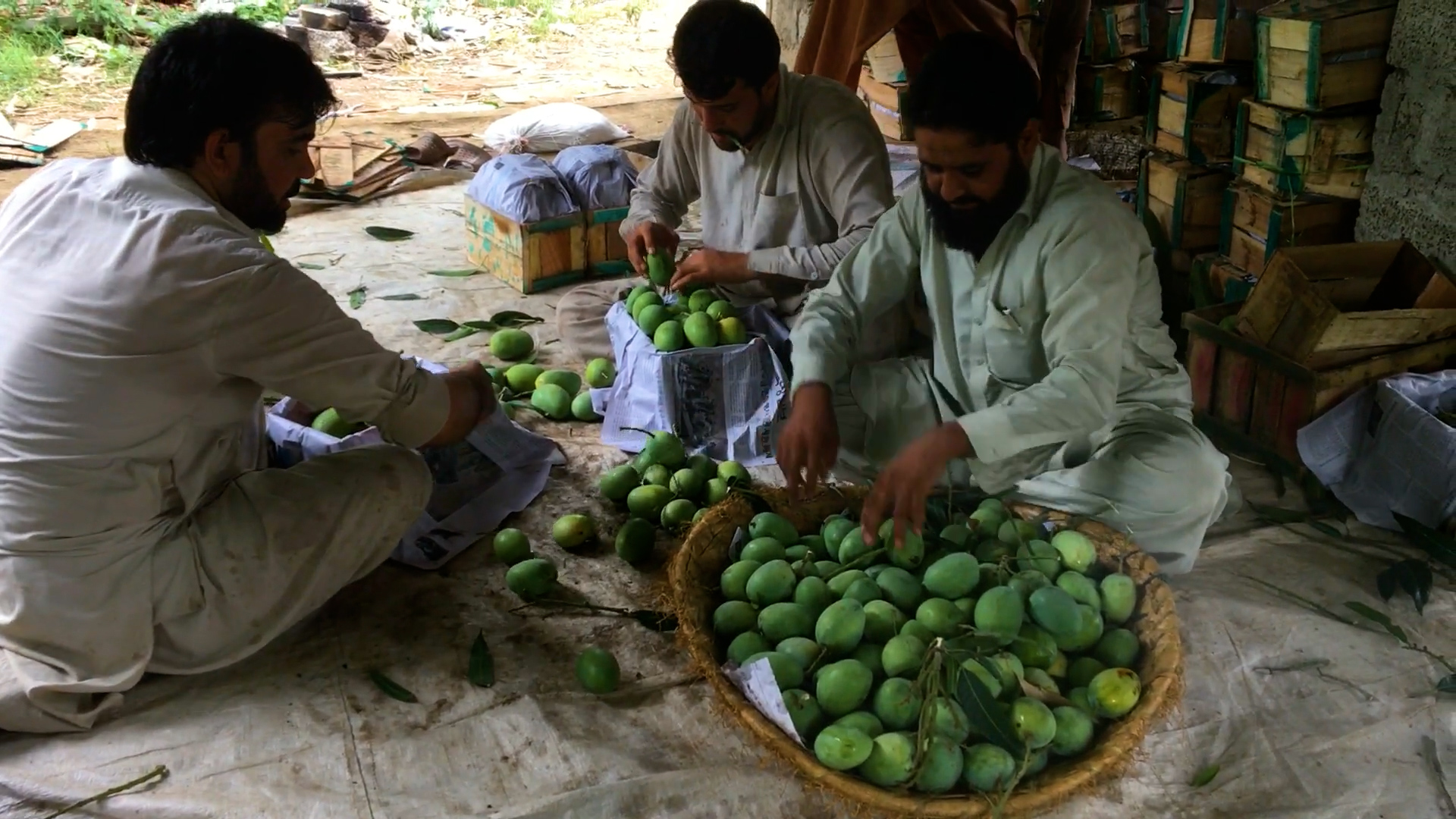 Charsadda mango