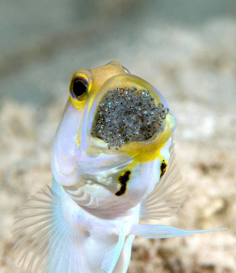 Jawfish.jpg