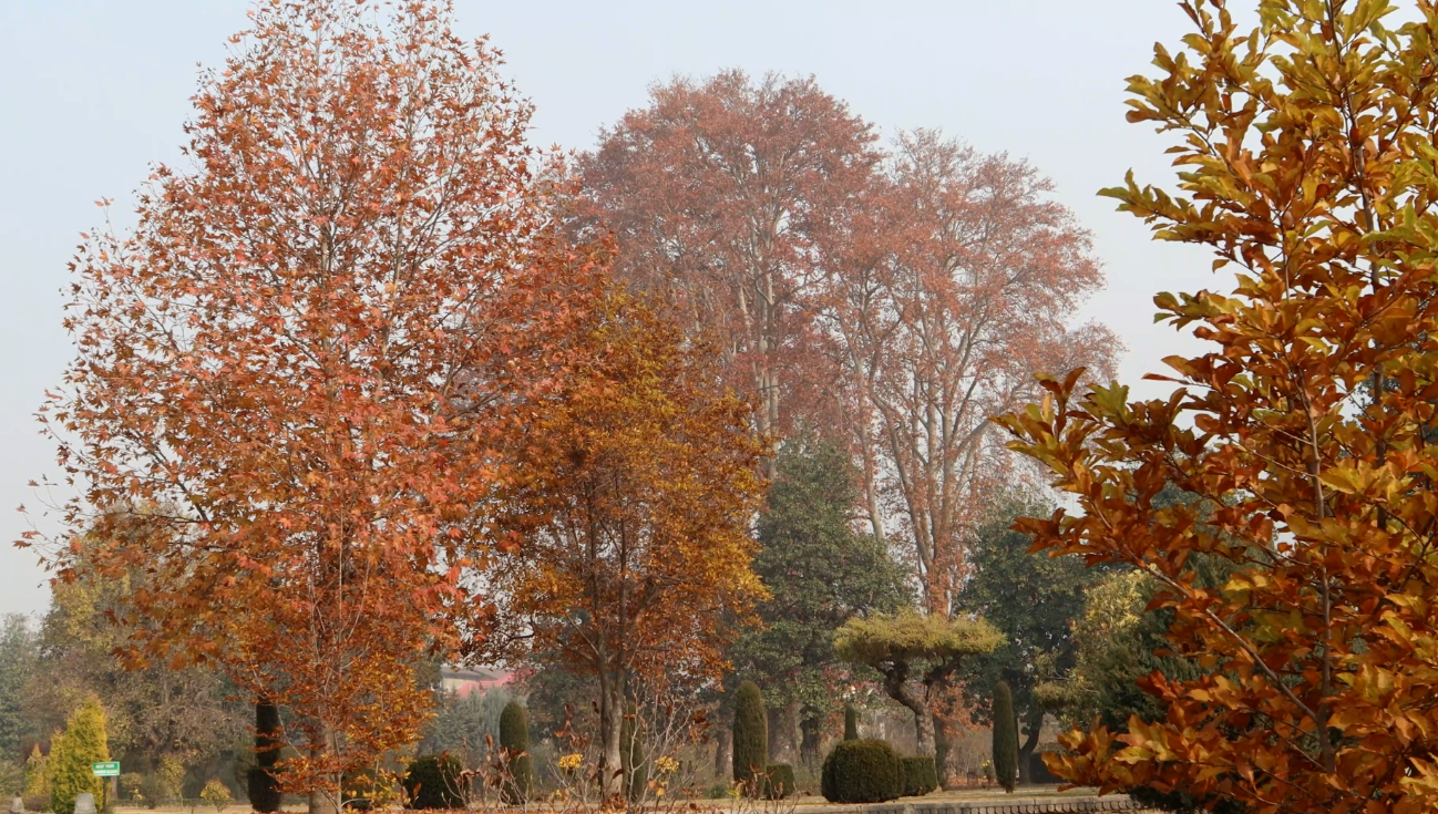 Kashmir Autumn Season