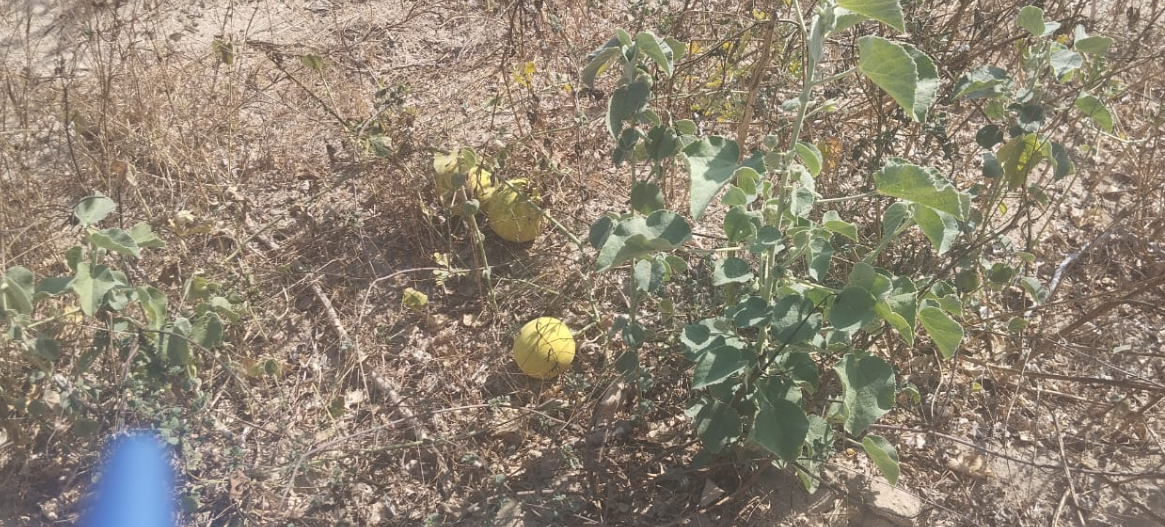 balochistan water shortage