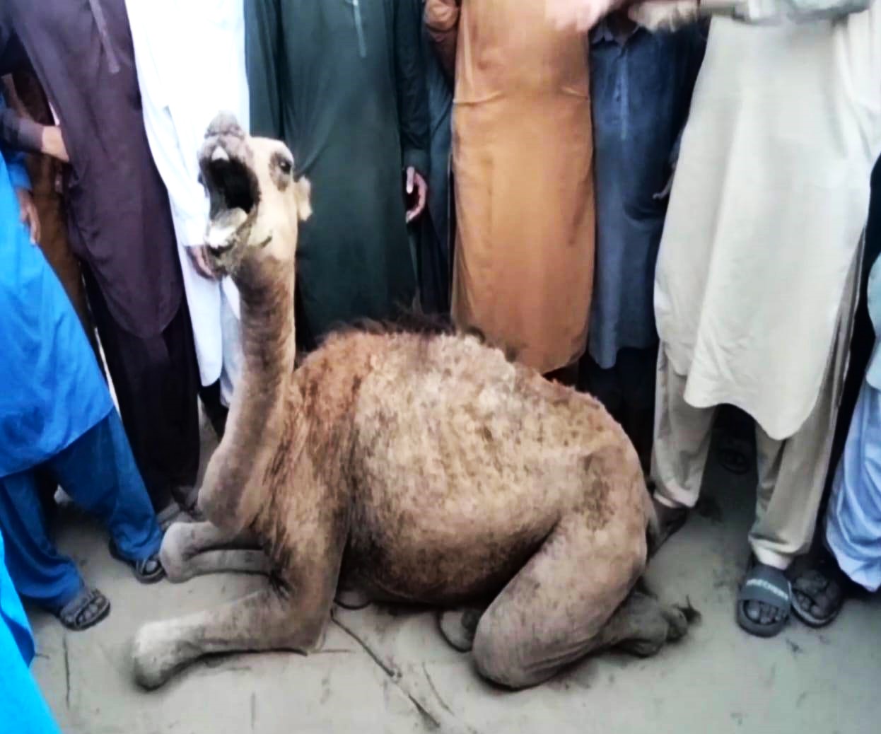 camel