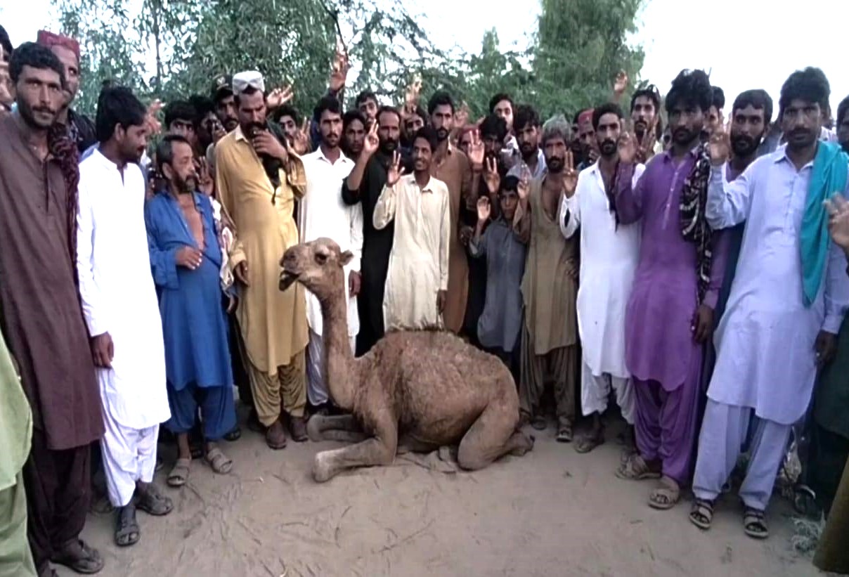 camel sindh