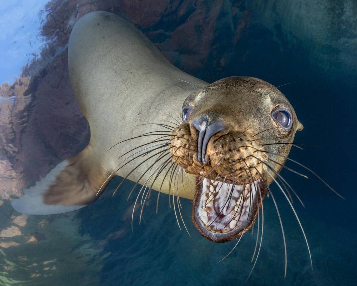 Sea Lion.jpg