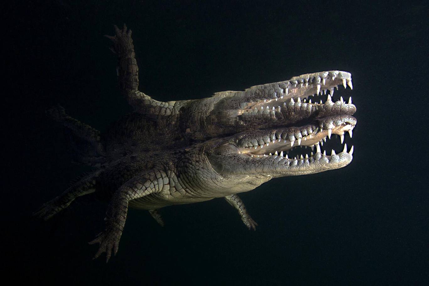 Crocodile.jpg