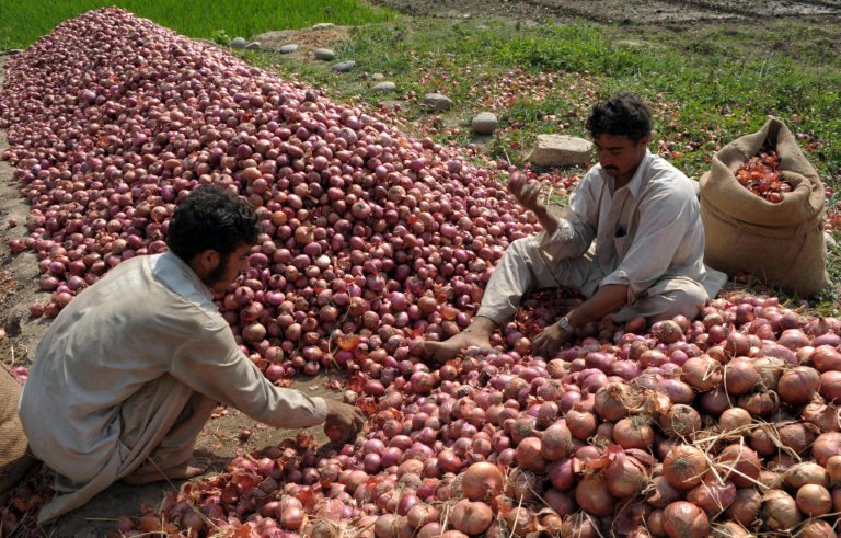 Pakistan Onion 