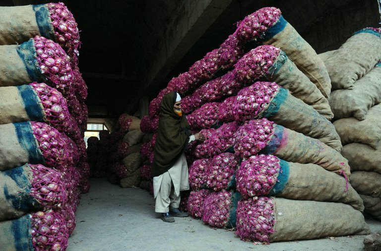 Pakistan Onion 