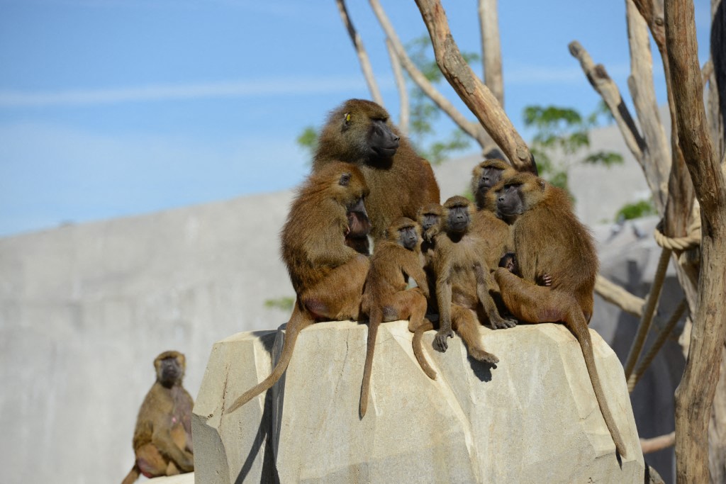 France Animals Zoo Paris.jpg