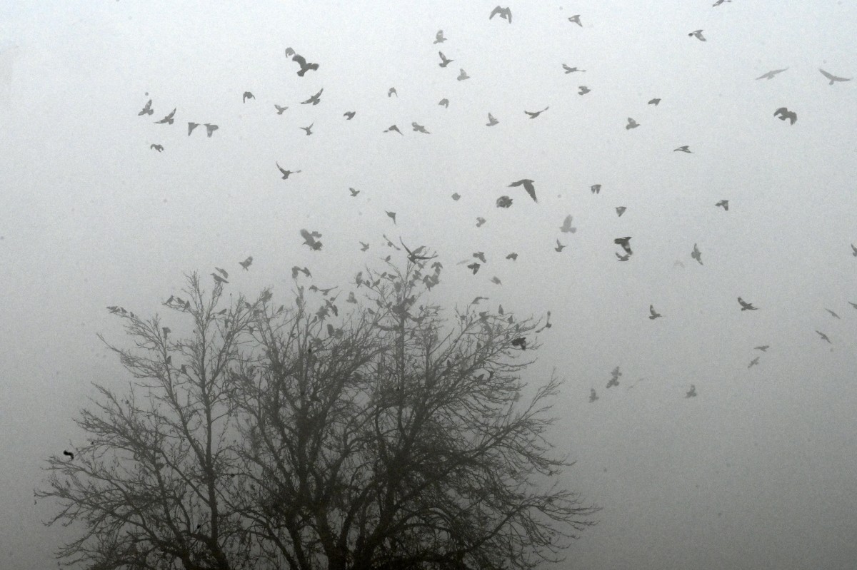 Pakistan Weather Fog.jpg
