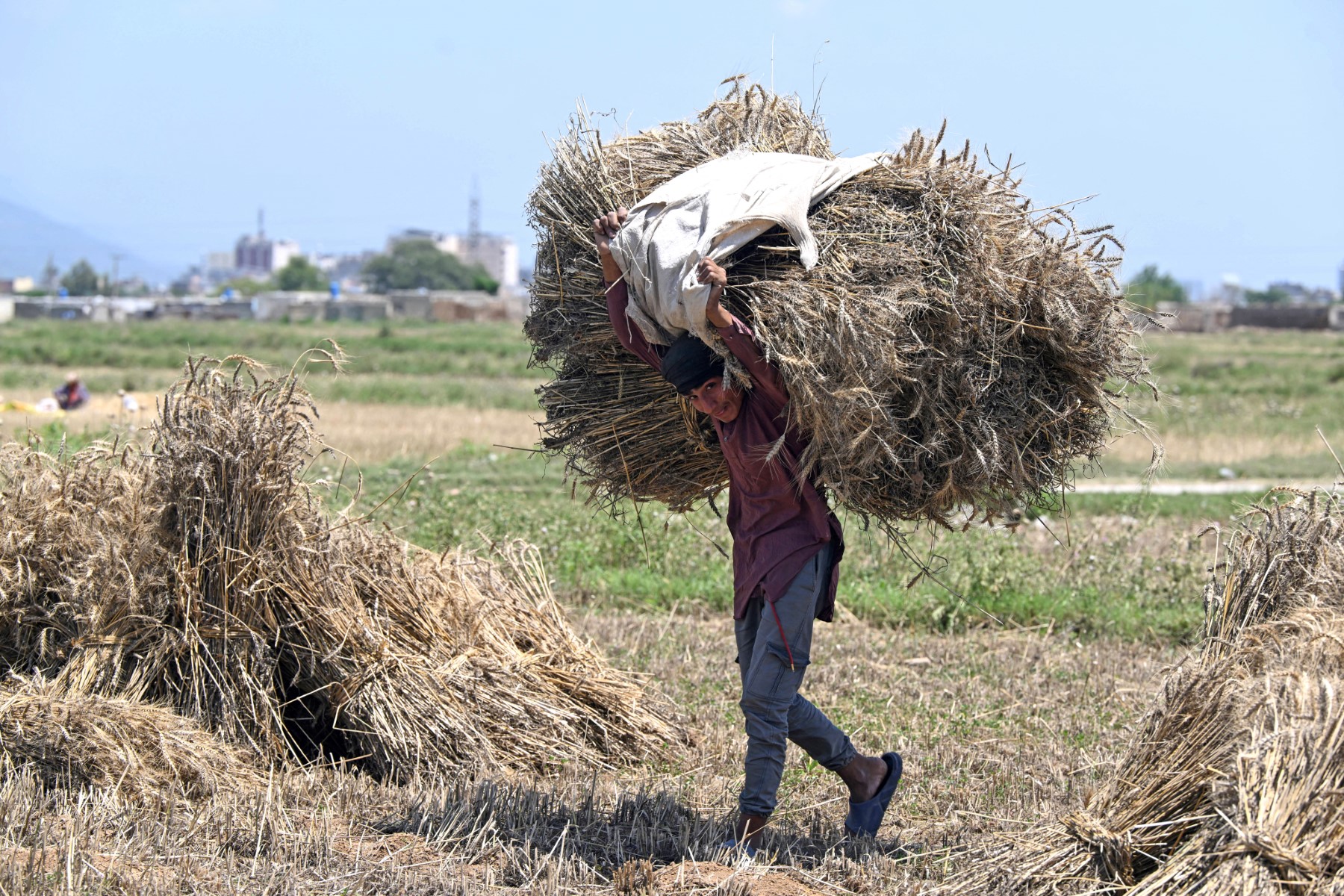 AFP__20240506__34QY6NV__v1__Preview__PakistanEconomyAgriculture.jpg