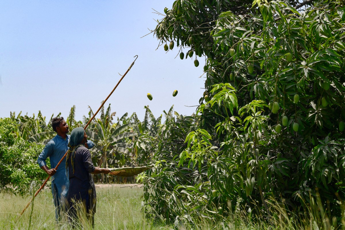 mango farms