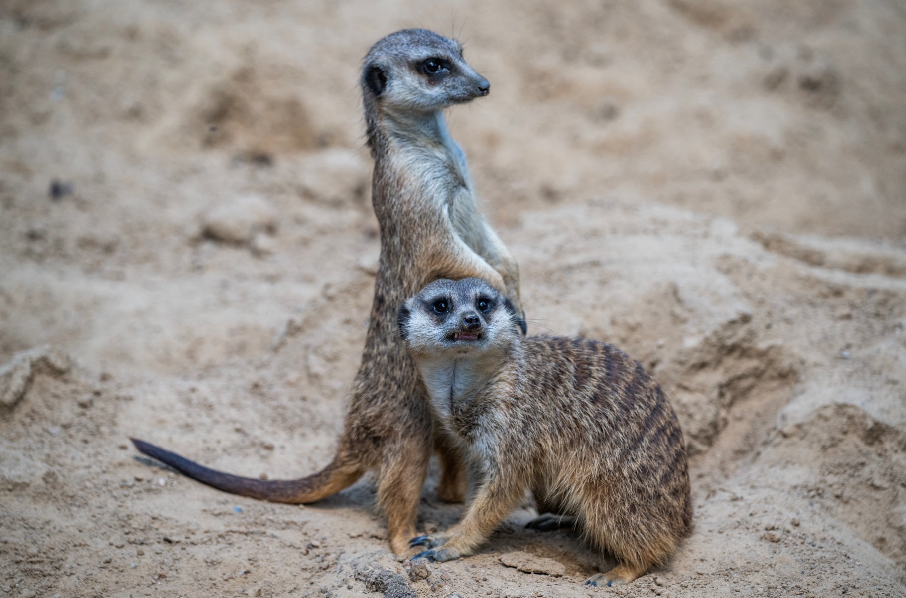 AFP__20250520__47FL8ZP__v1__MidRes__GermanyAnimalZoo.jpg