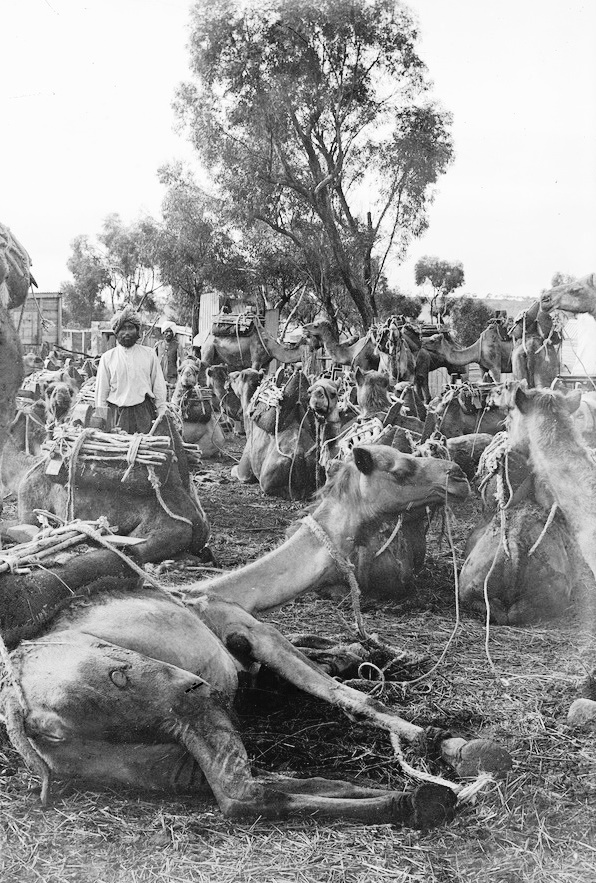 Afghans_with_resting_camels_(B_45854).jpg