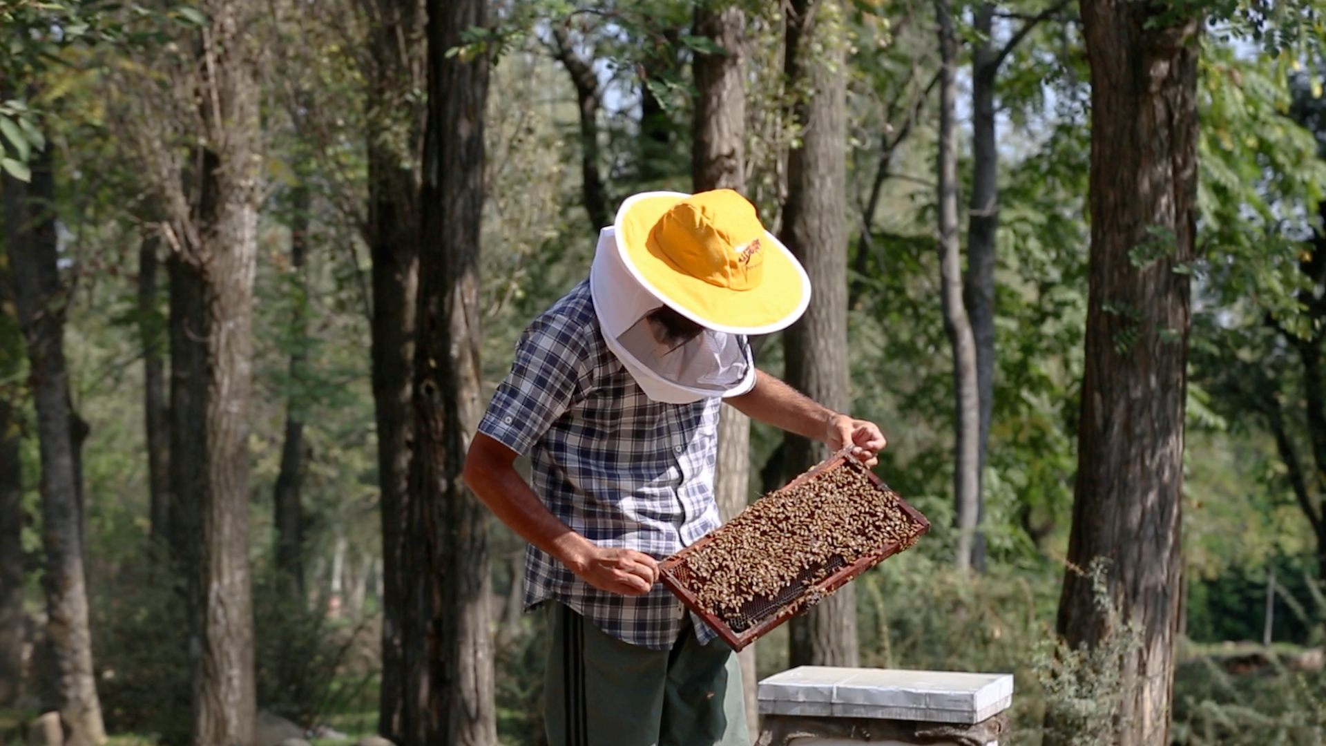 BEES.jpg