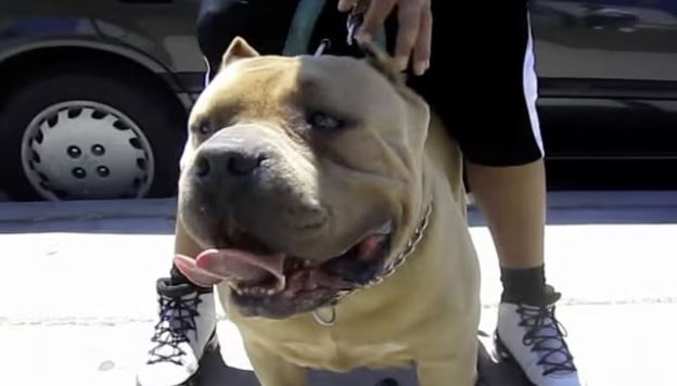 American XL bully Dog.JPG