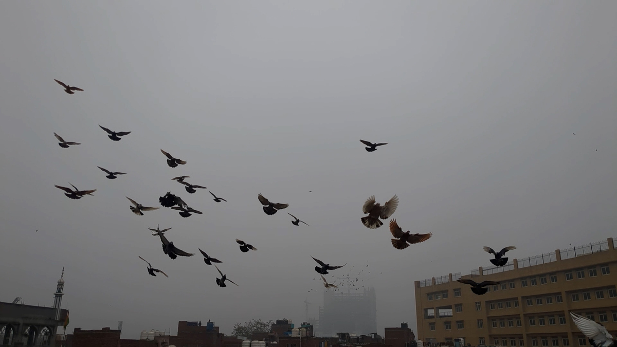 Delhi Woman Pigeon Keeper