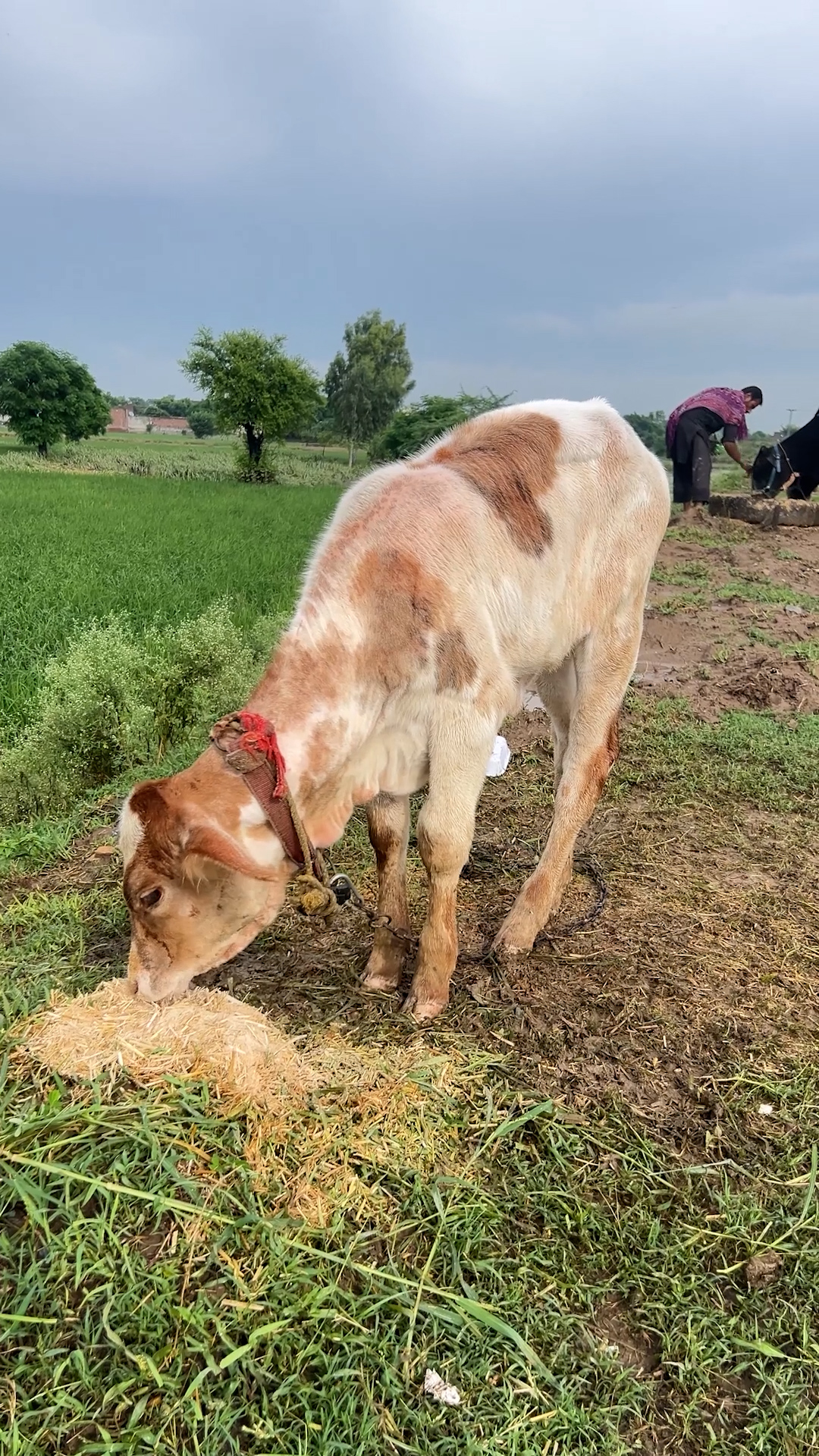 Punjab Flood Animals
