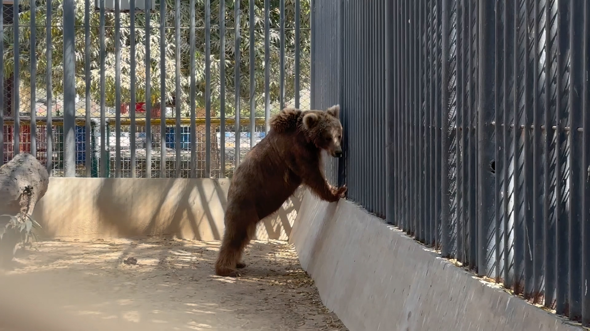Karachi Zoo Animals