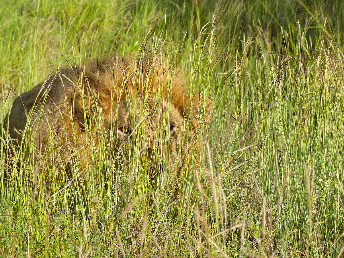Lion_(Panthera_leo)_hidden_in_the_grass_(13985147064).jpg