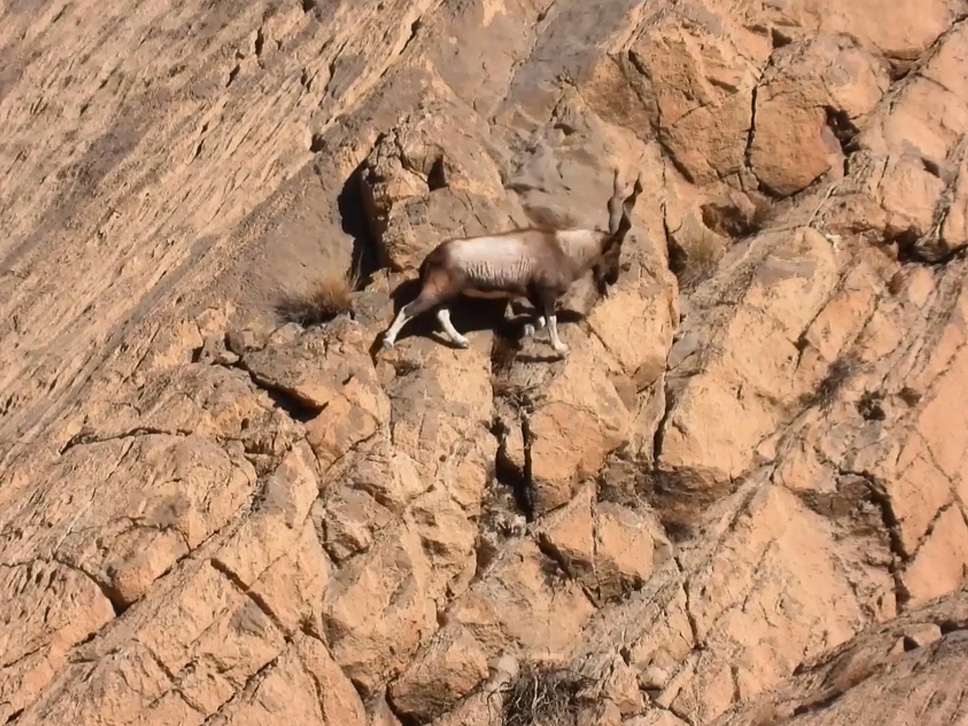 Markhor Balochistan 