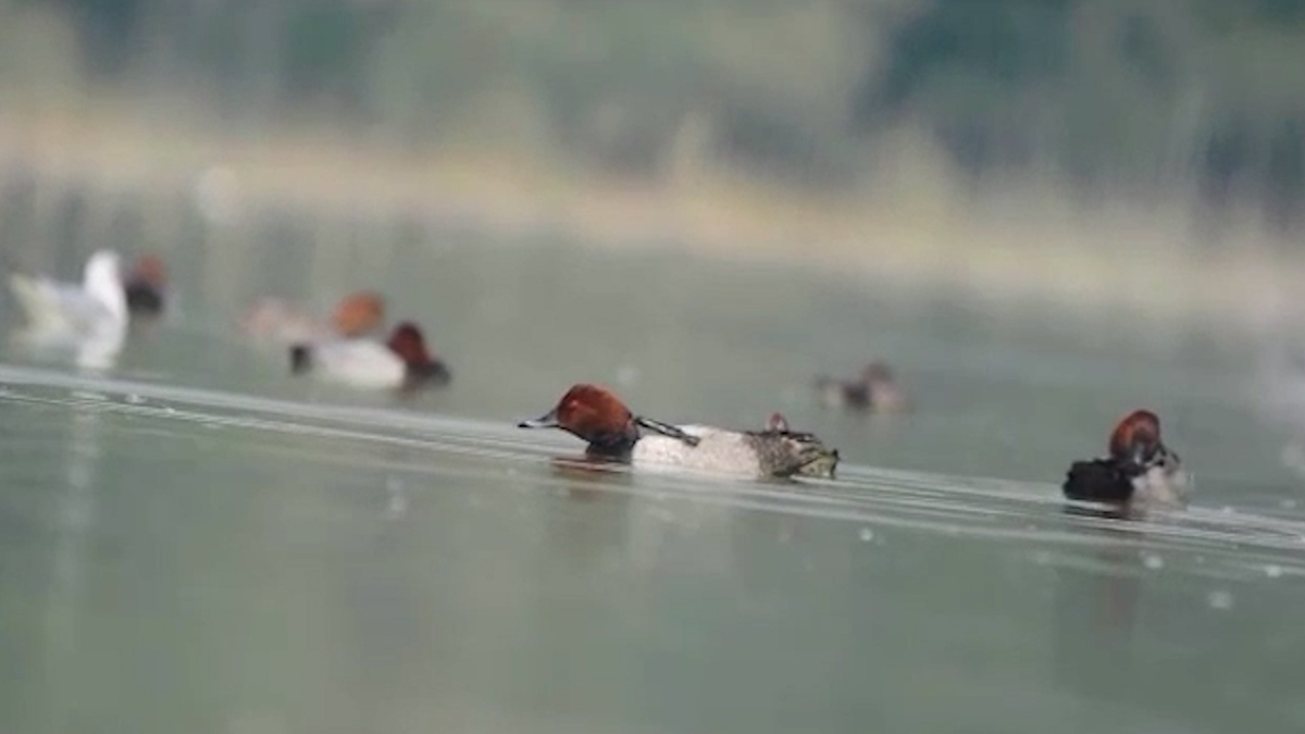 Migratory Bords Sindh.jpg